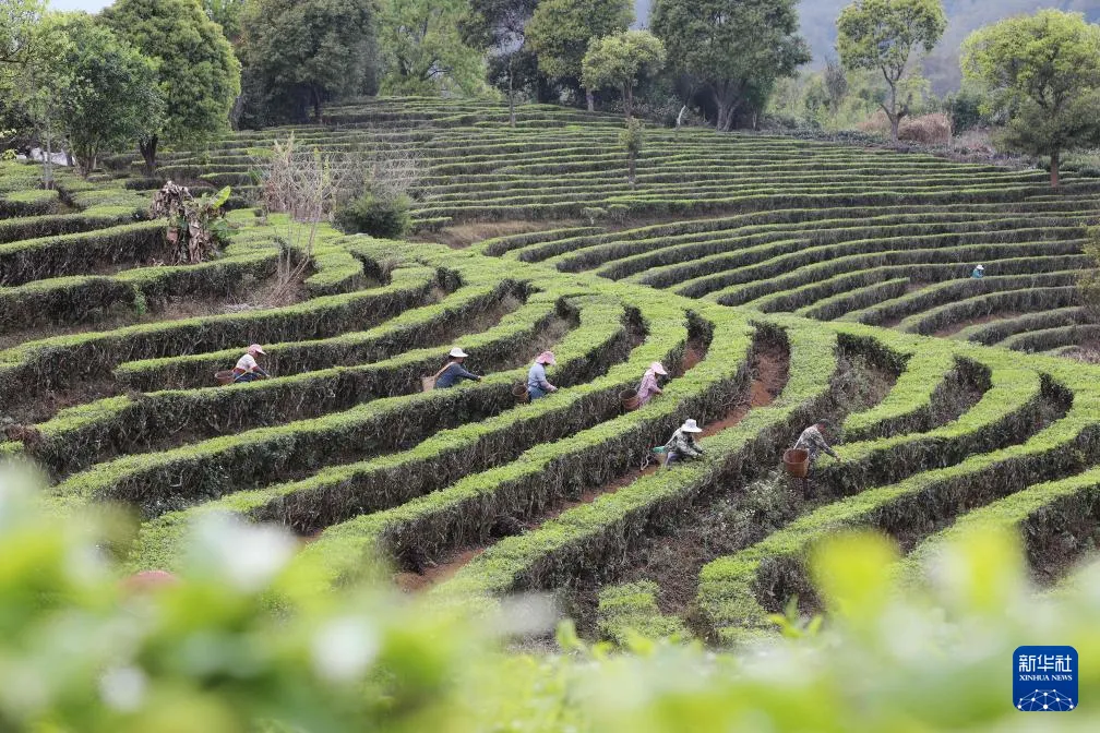 2026年春茶季茶山实况 - 91黑料